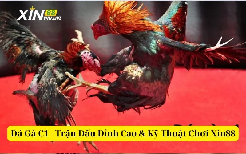 Đá Gà C1 - Trận Đấu Đỉnh Cao & Kỹ Thuật Chơi Xin88