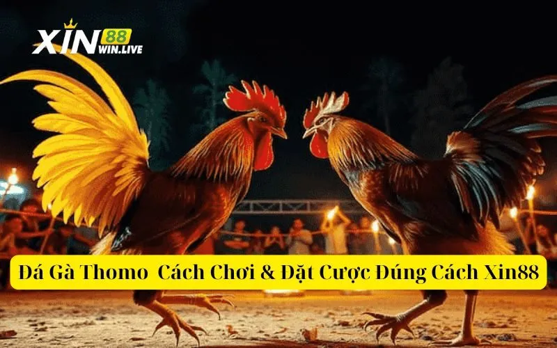 Đá Gà Thomo - Cách Chơi & Đặt Cược Đúng Cách Xin88