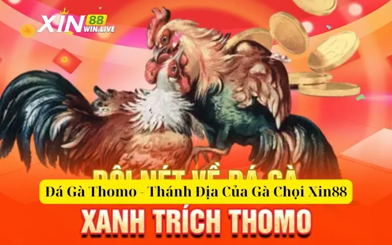 Đá Gà Thomo - Thánh Địa Của Gà Chọi Xin88