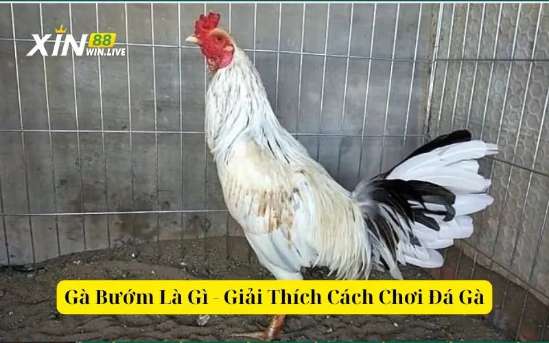 Gà Bướm Là Gì - Giải Thích Cách Chơi Đá Gà