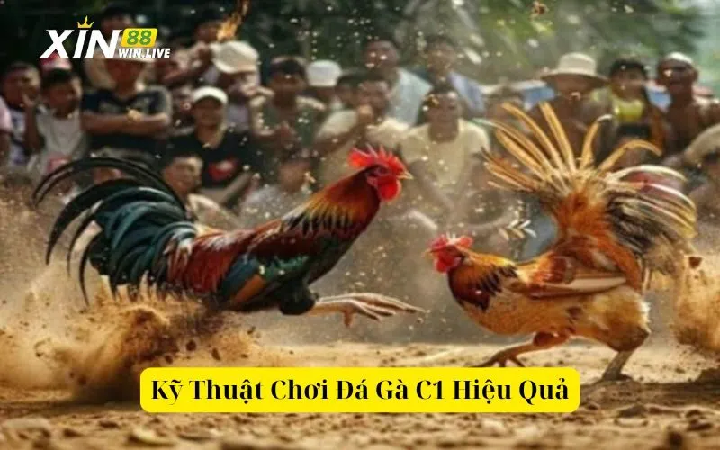 Kỹ Thuật Chơi Đá Gà C1 Hiệu Quả