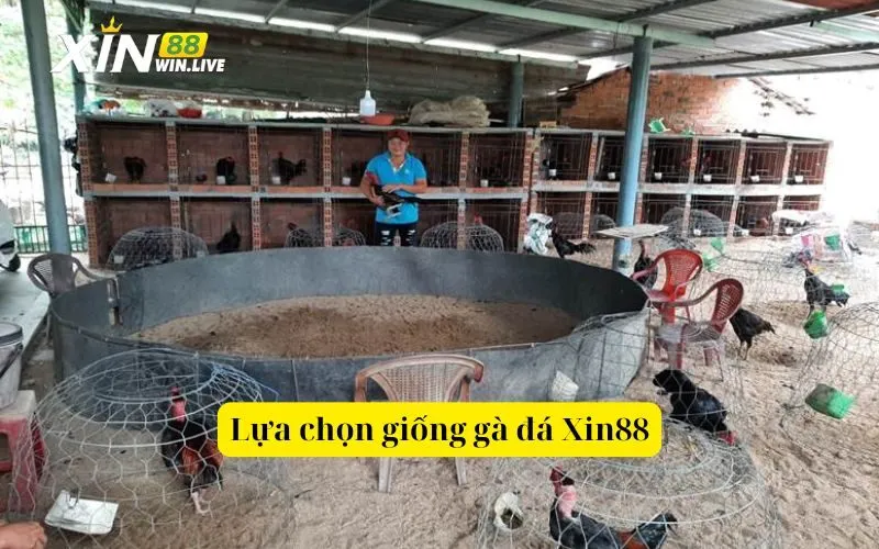 Lựa chọn giống gà đá Xin88