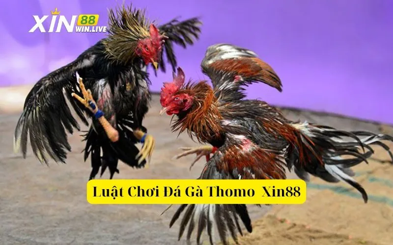 Luật Chơi Đá Gà Thomo  Xin88