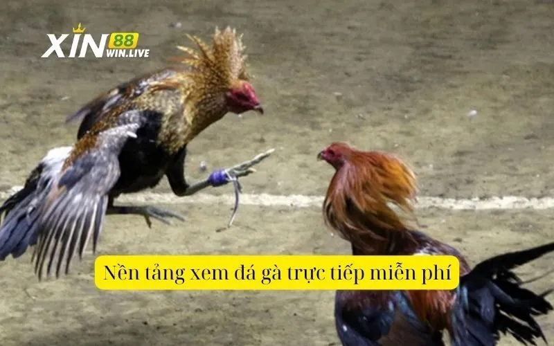 Nền tảng xem đá gà trực tiếp miễn phí