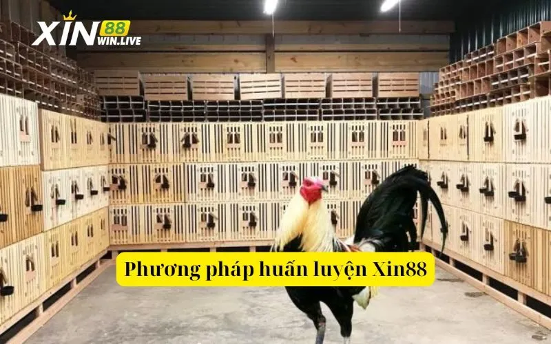 Phương pháp huấn luyện Xin88