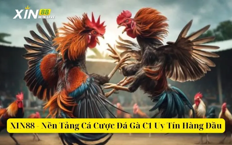 XIN88 - Nền Tảng Cá Cược Đá Gà C1 Uy Tín Hàng Đầu